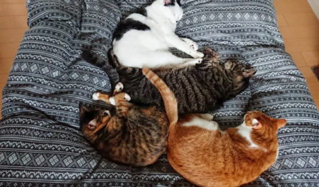 mark & coco & fumi & Lin