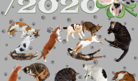 2/29/2020 肉球の日