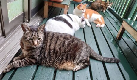 mark & coco & fumi & Lin