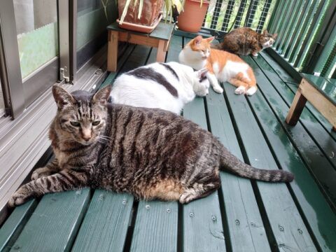 mark & coco & fumi & Lin