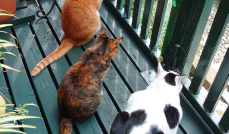 後頭部の3にゃんズ