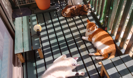 coco & fumi & Lin & Ryu