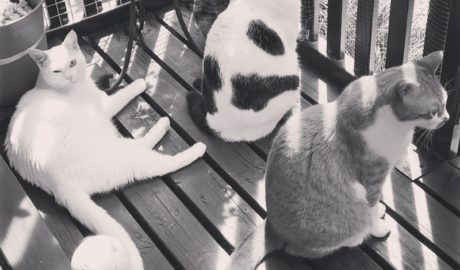 coco & fumi & Lin & Ryu