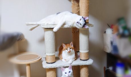 coco & fumi & Lin & Ryu