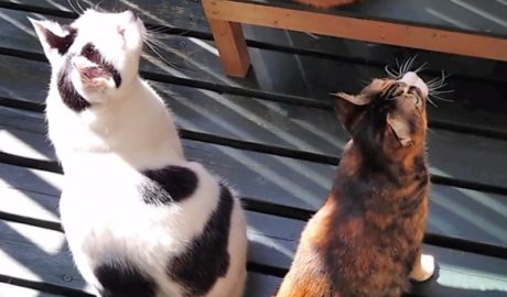 coco & fumi & Lin & Ryu