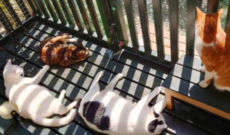 coco & fumi & Lin & Ryu