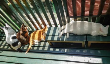 coco & fumi & Lin & Ryu