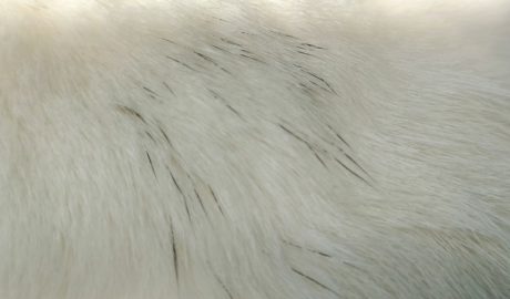 キトンキャップ Ryu