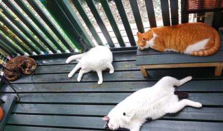 coco & fumi & Lin & Ryu