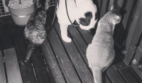 coco & fumi & Lin & Ryu