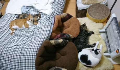 mark & coco & fumi & Lin