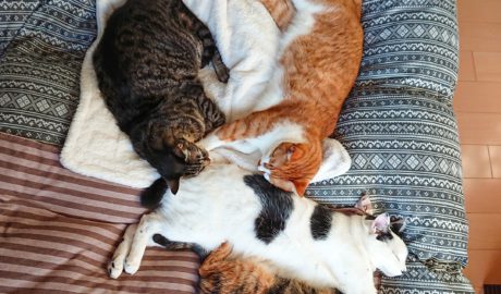 mark & coco & fumi & Lin