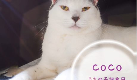 coco & fumi & Lin & Ryu