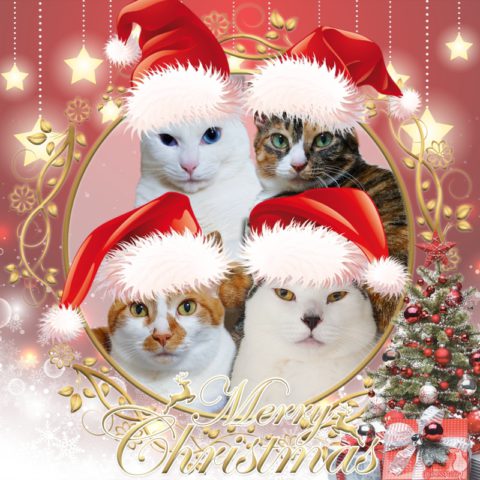 coco & fumi & Lin & Ryu