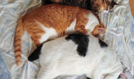 coco & fumi & Lin & エビフライ