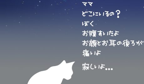 白猫ストーリー