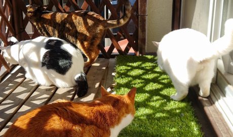 coco & fumi & Lin & Ryu