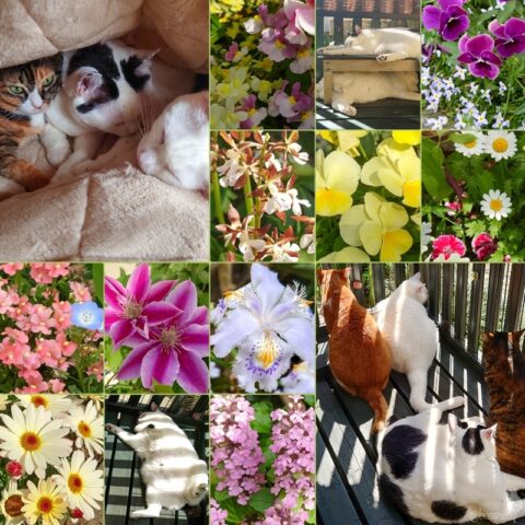 coco & fumi & Lin & Ryu & Flower