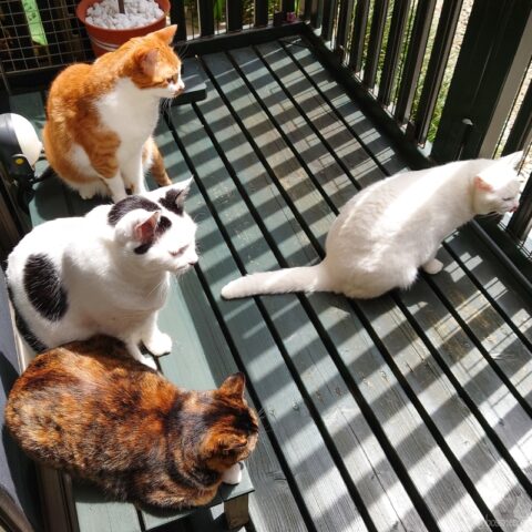 coco & fumi & Lin & Ryu