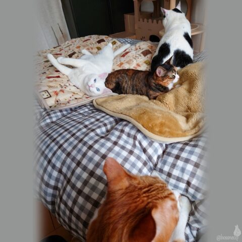 coco & fumi & Lin & Ryu