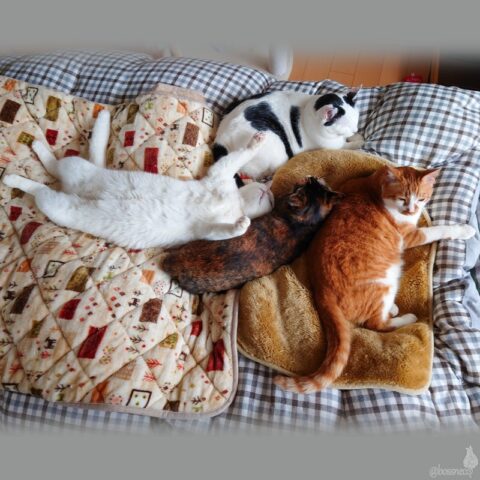 coco & fumi & Lin & Ryu