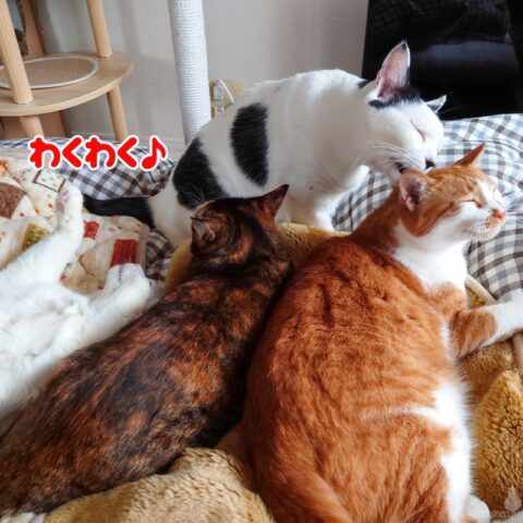 coco & fumi & Lin & Ryu