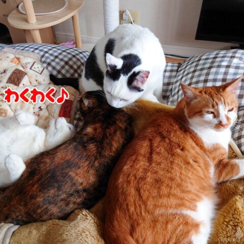 coco & fumi & Lin & Ryu