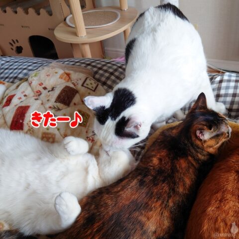 coco & fumi & Lin & Ryu