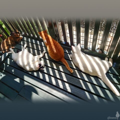 coco & fumi & Lin & Ryu