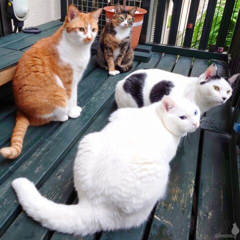 coco & fumi & Lin & Ryu