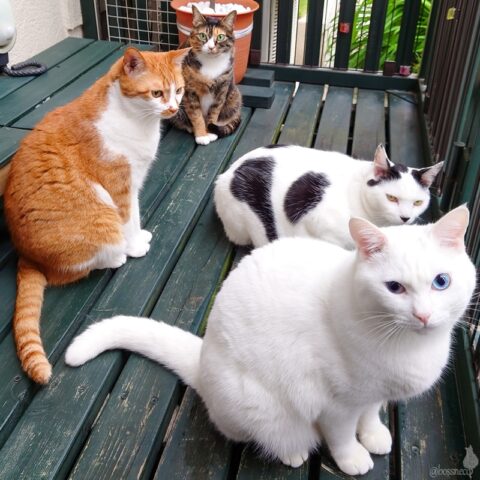 coco & fumi & Lin & Ryu