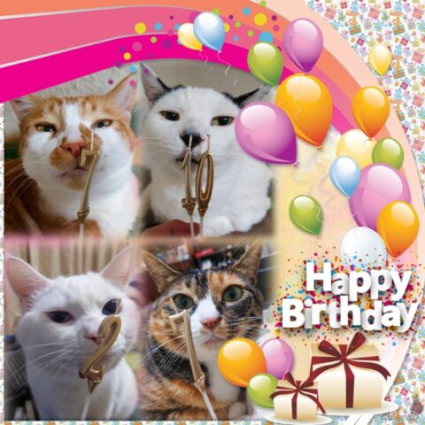 coco & fumi & Lin & Ryu