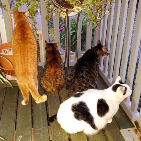 mark & coco & fumi & Lin