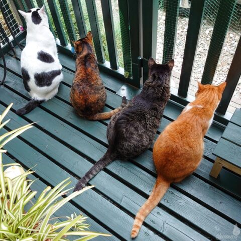 mark & coco & fumi & Lin