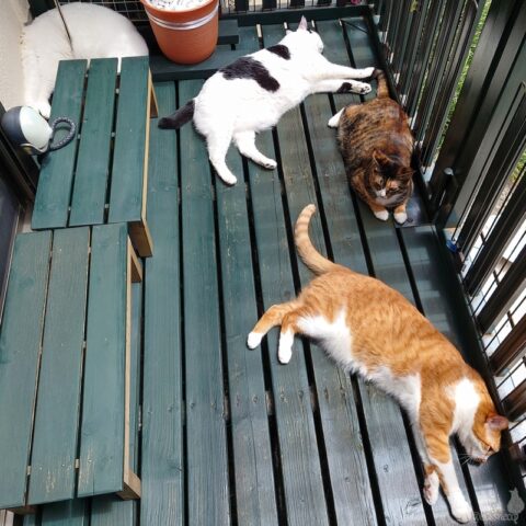 coco & fumi & Lin & Ryu