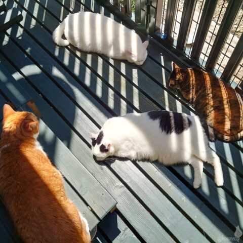 coco & fumi & Lin & Ryu