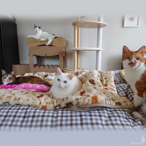 coco & fumi & Lin & Ryu