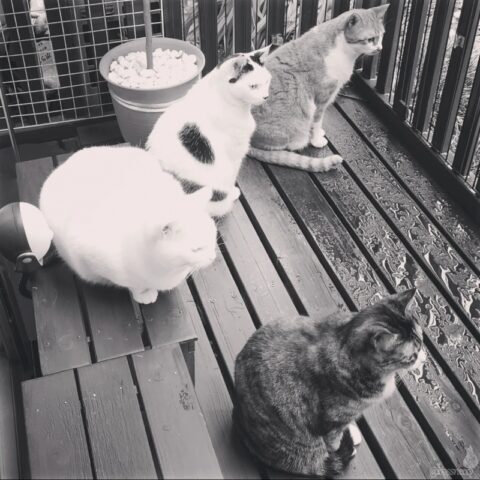 coco & fumi & Lin & Ryu