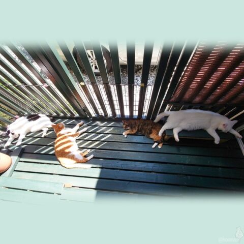 coco & fumi & Lin & Ryu