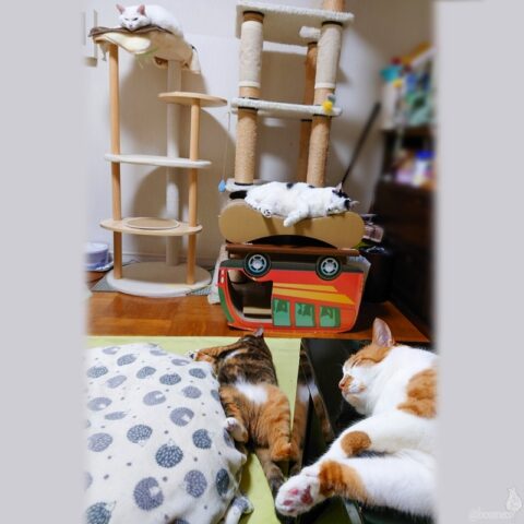 coco & fumi & Lin & Ryu