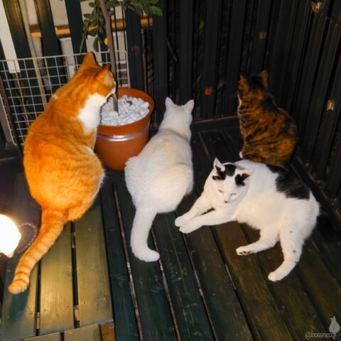 coco & fumi & Lin & Ryu