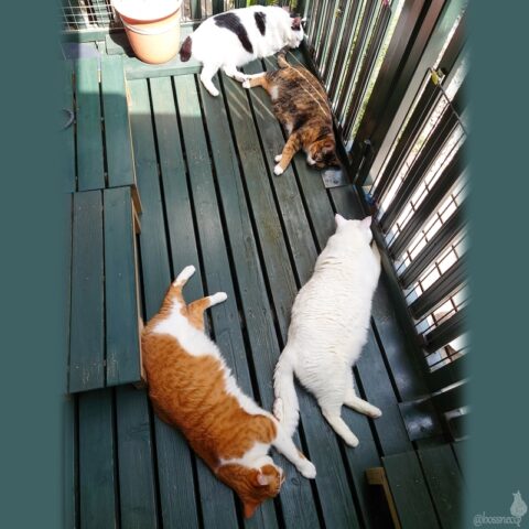 coco & fumi & Lin & Ryu