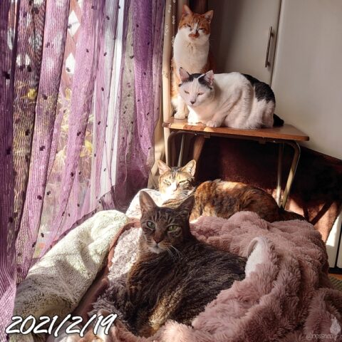 mark & coco & fumi & Lin