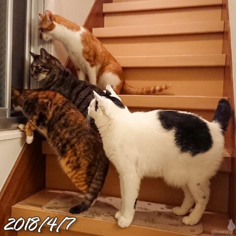 mark & coco & fumi & Lin