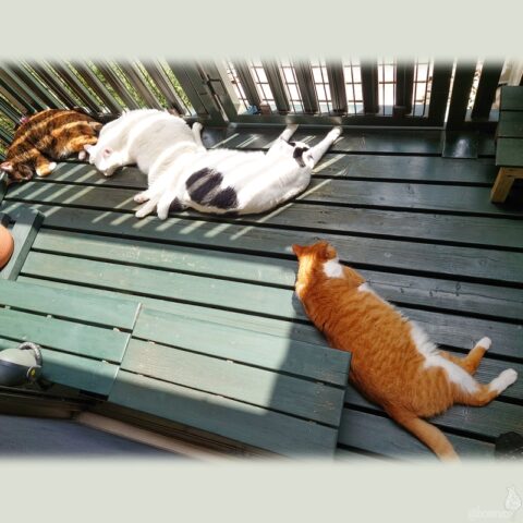 coco & fumi & Lin & Ryu