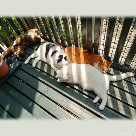 coco & fumi & Lin & Ryu