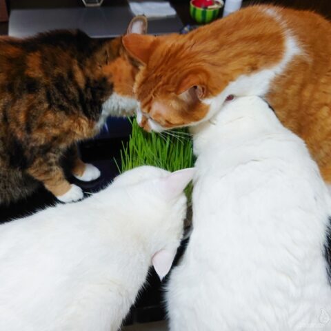 coco & fumi & Lin & Ryu