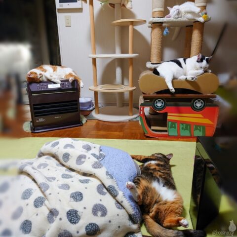 coco & fumi & Lin & Ryu