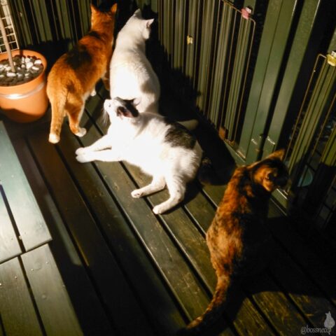 coco & fumi & Lin & Ryu