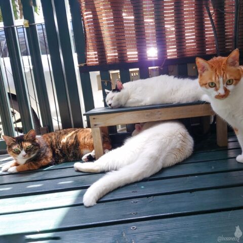 coco & fumi & Lin & Ryu